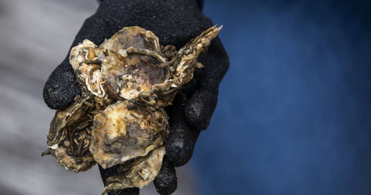 Volunteer oyster gardeners help restore the Chesapeake Bay ecosystem