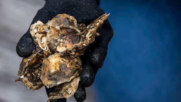 Volunteer oyster gardeners help restore the Chesapeake Bay ecosystem