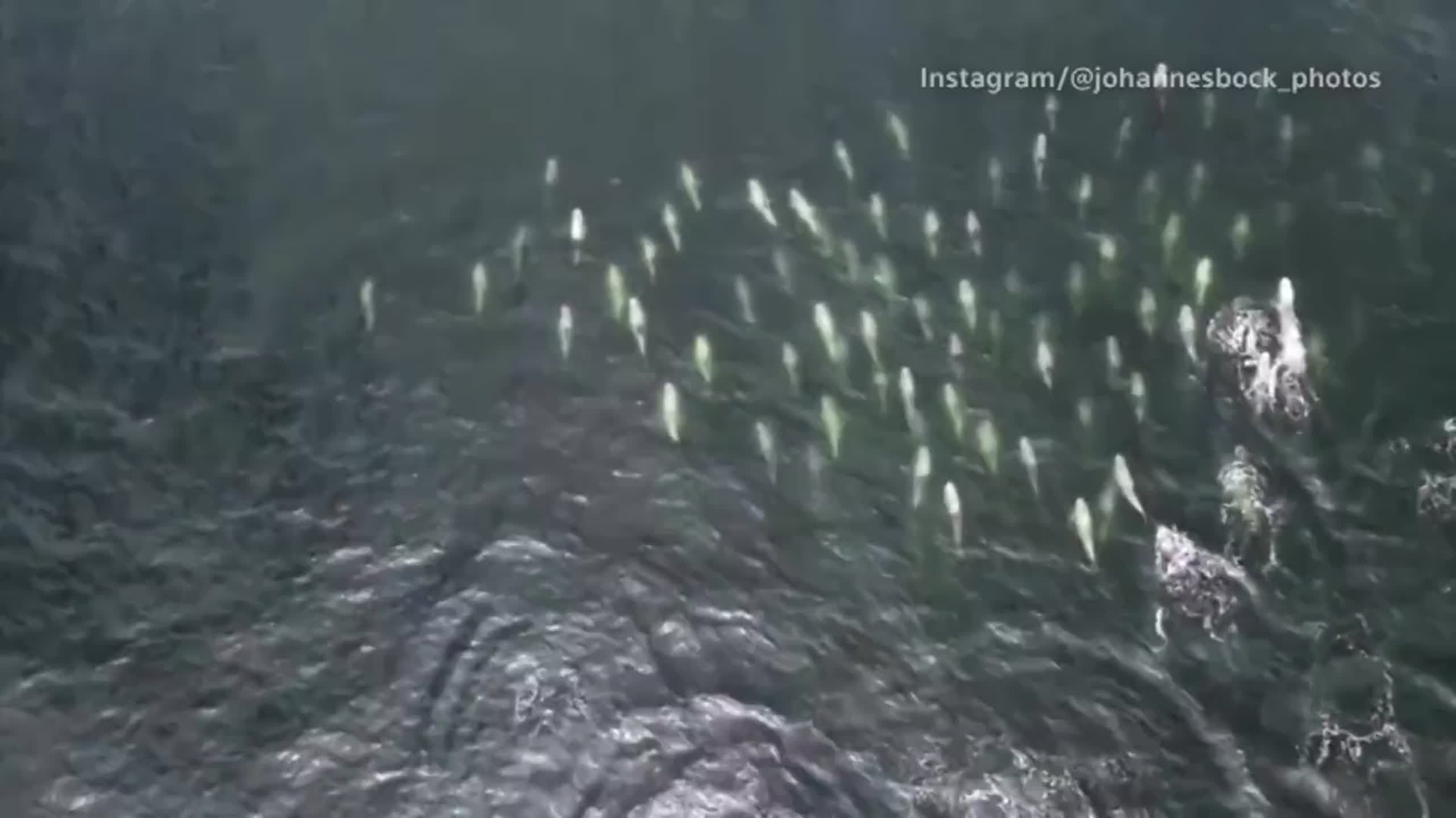 Pod of dolphins make a splash off Chile