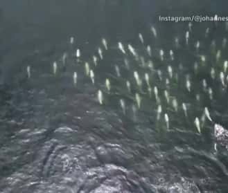 Pod of dolphins make a splash off Chile