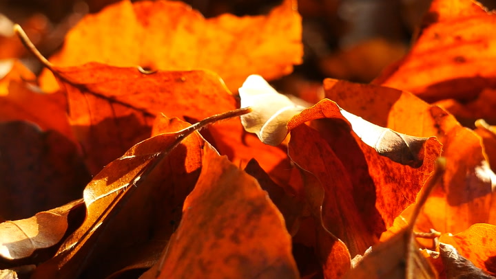 Meteorological and astronomical fall: what's the difference?