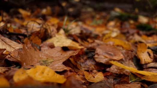 Fall Forecast
