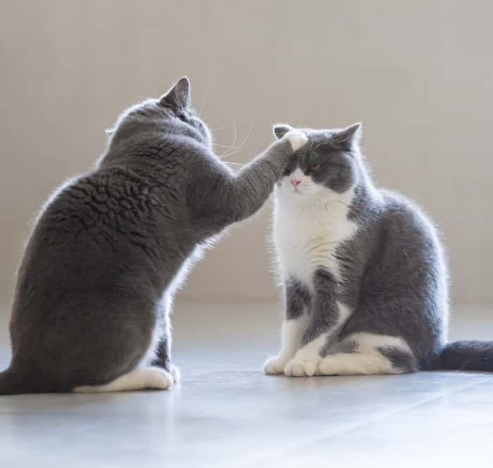 Cynthia Sanz Carstens